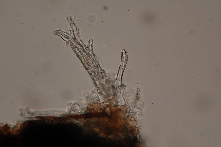 Un Phanerochaete da determinare (Hyphodermella corrugata)